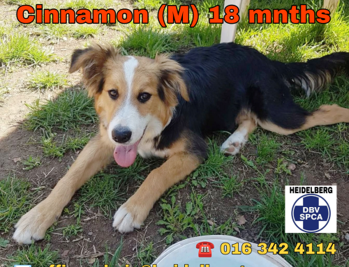 Cinnamon