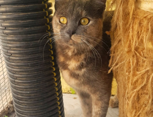 Tiggie
