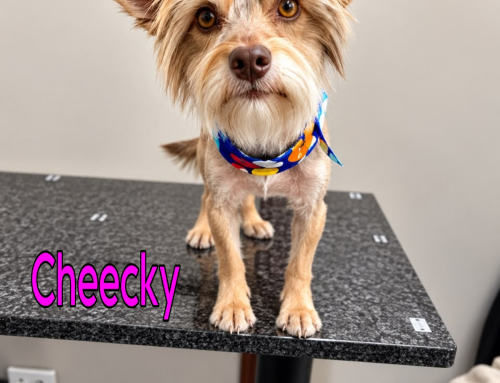 Cheecky