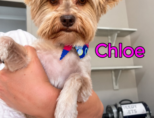 Chloe
